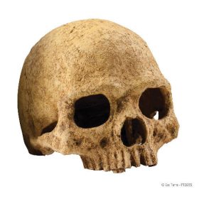   Exo-Terra Primate Skull - főemlős koponya formájú búvóhely hüllők részére (12cm)