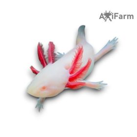 Fehér albinó axolotl, piros szemű (ifjoncok)