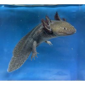 Vadas axolotl (ifjoncok)