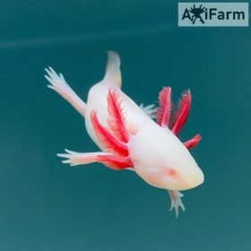 Fehér albinó axolotl, piros szemű (8-15 cm)