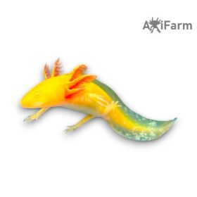 Arany axolotl (8-15 cm)