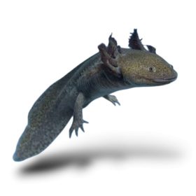 Vadas axolotl (8-15cm)