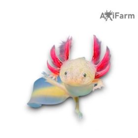 Fehér axolotl, kék szemű (8-15 cm)