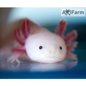 Fehér axolotl, kék szemű (8-15 cm)