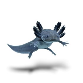 Melanoid Axolotl (5-8 cm)