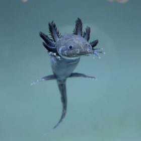 Melanoid Axolotl (5-8 cm)