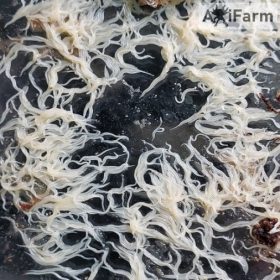   Grindalféreg- eleségtáplálék 4-7cm közötti axolotloknak