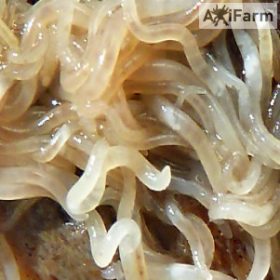   Grindalféreg- eleségtáplálék 4-7cm közötti axolotloknak