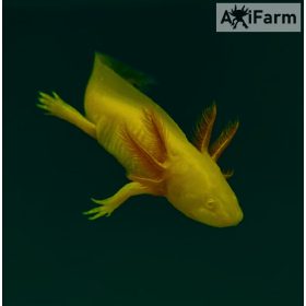 Arany axolotl (20-25 cm tenyészállat)