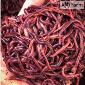   Földigiliszta-Speciális, saját tenyésztésű élő giliszta - 10-25  cm közötti axolotlnak