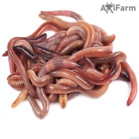   Földigiliszta-Speciális, saját tenyésztésű élő giliszta - 10-25  cm közötti axolotlnak