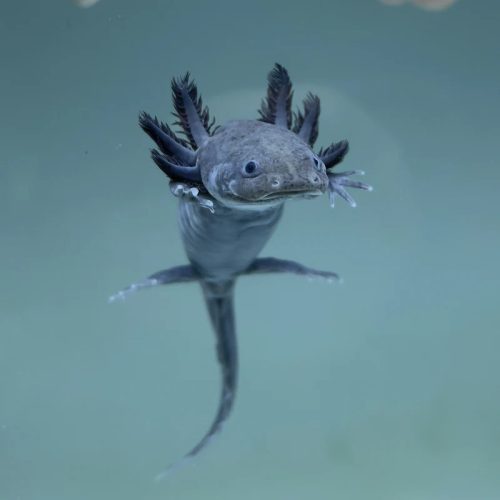 Melanoid axolotl (8-15 cm)