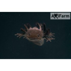 Vadas axolotl (15 - 25 cm tenyészállat)