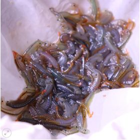   Thailandensis tündérrák pete keltetéshez-Fairy Shrimp Thailandensis Eggs