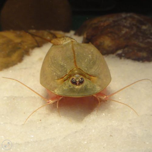 Triops Longicaudatus pete keltetéshez-Triops Longicaudatus Eggs