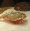 Triops Longicaudatus pete keltetéshez-Triops Longicaudatus Eggs