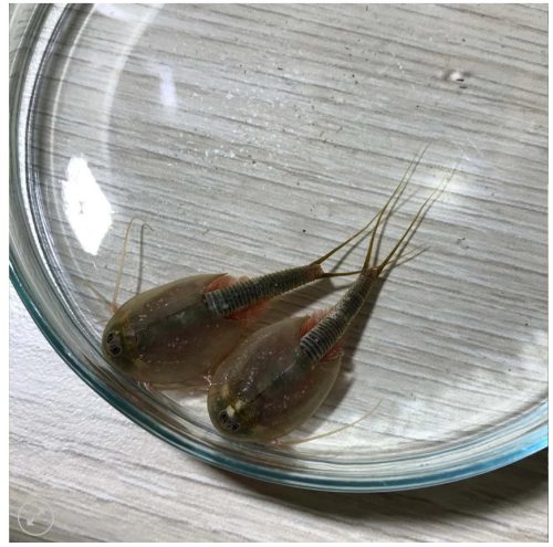 Triops Longicaudatus pete keltetéshez-Triops Longicaudatus Eggs