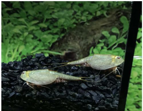 Triops Longicaudatus pete keltetéshez-Triops Longicaudatus Eggs