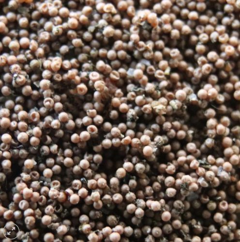 Triops Longicaudatus pete keltetéshez-Triops Longicaudatus Eggs