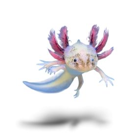 Maszatos axolotl (5-8 cm) 