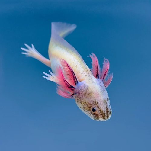 Maszatos axolotl (5-8 cm) 
