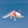 Maszatos axolotl (5-8 cm) 
