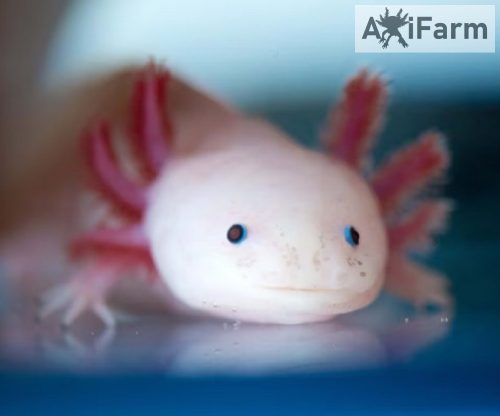 Fehér axolotl, kék szemű (20-25cm tenyészállat)