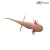 Fehér axolotl, kék szemű (20-25cm tenyészállat)