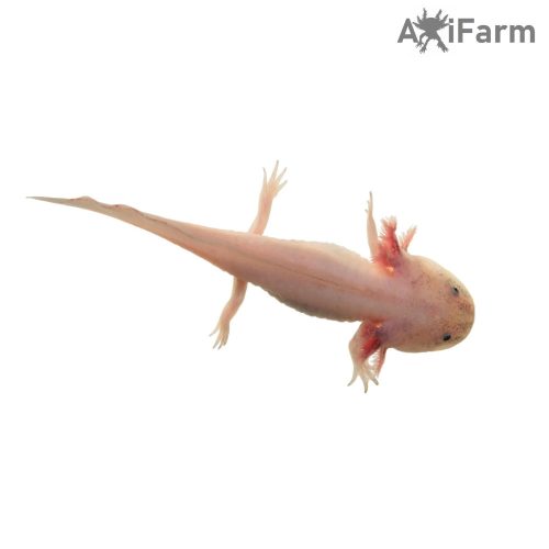 Fehér axolotl, kék szemű (20-25cm tenyészállat)