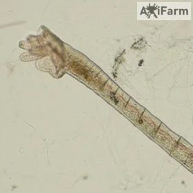   Tubifex-Aulophorus furcatus- vízben élő féreg, apró tubifex féle -0,5 dl