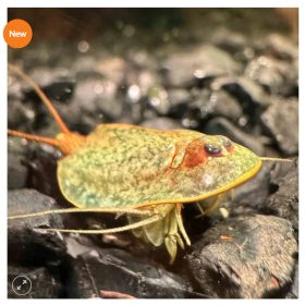 Triops Granarius peték keltetéshez-Triops Granarius Eggs