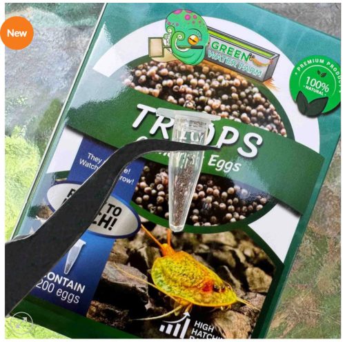 Triops Granarius peték keltetéshez-Triops Granarius Eggs