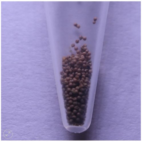 Triops Granarius peték keltetéshez-Triops Granarius Eggs