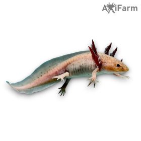 Copper axolotl (10-15)