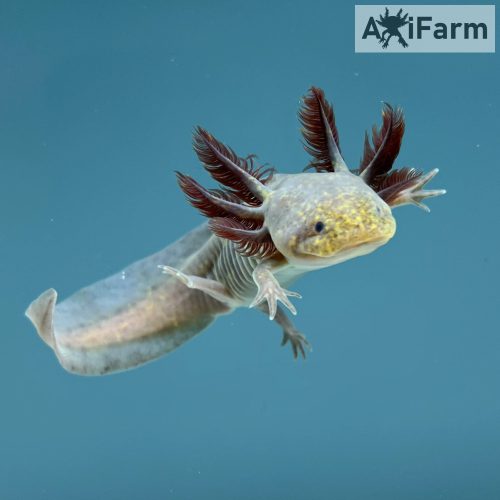 Copper axolotl (10-15)