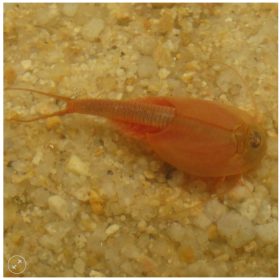   Triops Red Longicaudatus pete keltetéshez-Triops Red Longicaudatus eggs