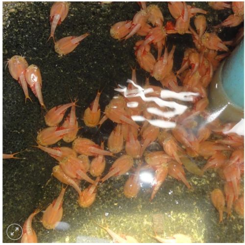 Triops Red Longicaudatus pete keltetéshez-Triops Red Longicaudatus eggs