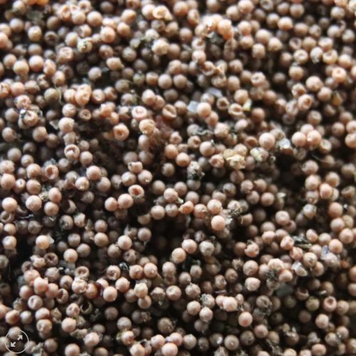 Triops Red Longicaudatus pete keltetéshez-Triops Red Longicaudatus eggs