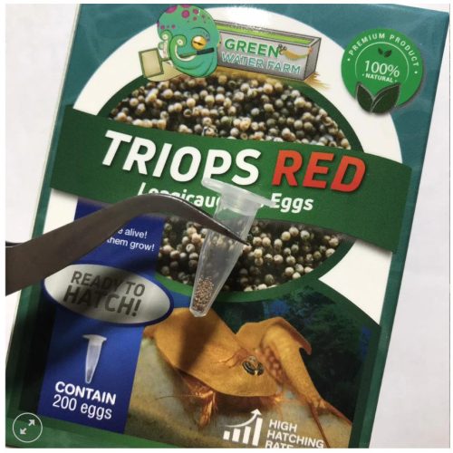 Triops Red Longicaudatus pete keltetéshez-Triops Red Longicaudatus eggs