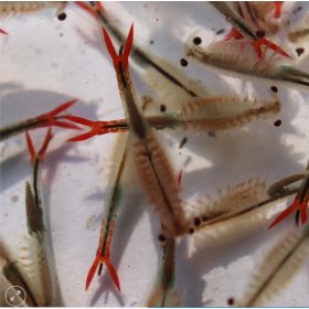   Sirindhornae tündérrák pete keltetéshez- Streptocephalus sirindhornae eggs- Fairy Shrimp