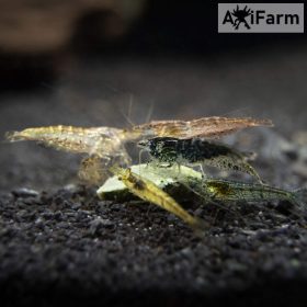   Garnéla  eleségcsomag -axolotl eledel- 30 db élő garnéla/ csomag