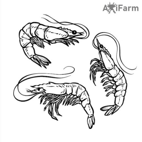 Garnéla  eleségcsomag -axolotl eledel- 30 db élő garnéla/ csomag