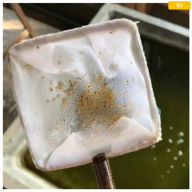 Vizibolha pete keltetéshez-Daphnia magna eggs