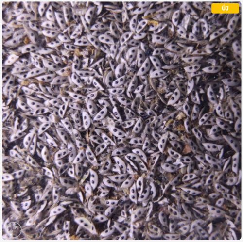 Vizibolha pete keltetéshez-Daphnia magna eggs