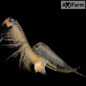   Artemia pete, sórák pete- Ocean Nutrition 150 ml/ 90 g - axolotl bébi kikeléstő -3 cm-es méretig való tápláláshoz