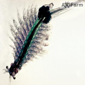   Artemia pete, sórák pete- Ocean Nutrition 150 ml/ 90 g - axolotl bébi kikeléstő -3 cm-es méretig való tápláláshoz