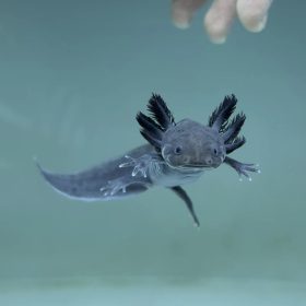 Melanoid axolotl (15 + , tenyész méret)