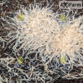   Földigiliszta fehér - Speciális, saját tenyésztésű élő apró giliszta - 4-10  cm közötti axolotlnak