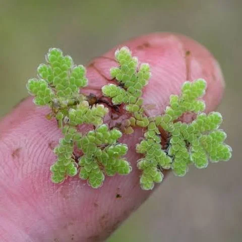 Mi az AZOLLA?