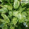 Echinodorus Marble Queen